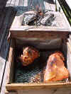 Some yummy pork pieces being roasted in the Cajun Microwave Roasting Box!
